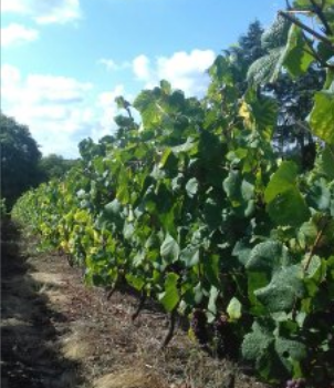 Vendanges 2019 : des offres d'emploi déjà disponibles !