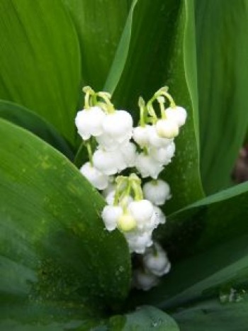 La cueillette du muguet : job saisonnier en région nantaise