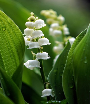 Le recrutement pour la cueillette du muguet a démarré !