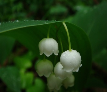 Les recrutements pour la cueillette du muguet c'est maintenant !