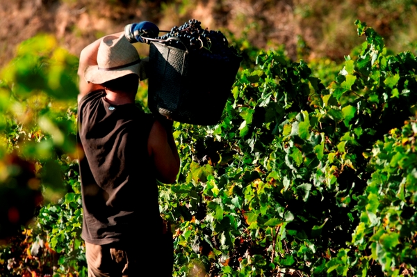 Vendanges : il est encore temps de postuler !