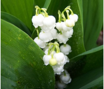 Vente du muguet : une tolérance admise